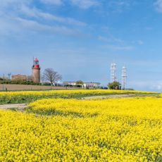 Drohnenbild Rapsfeld mit Leuchtturm im Hintergrund